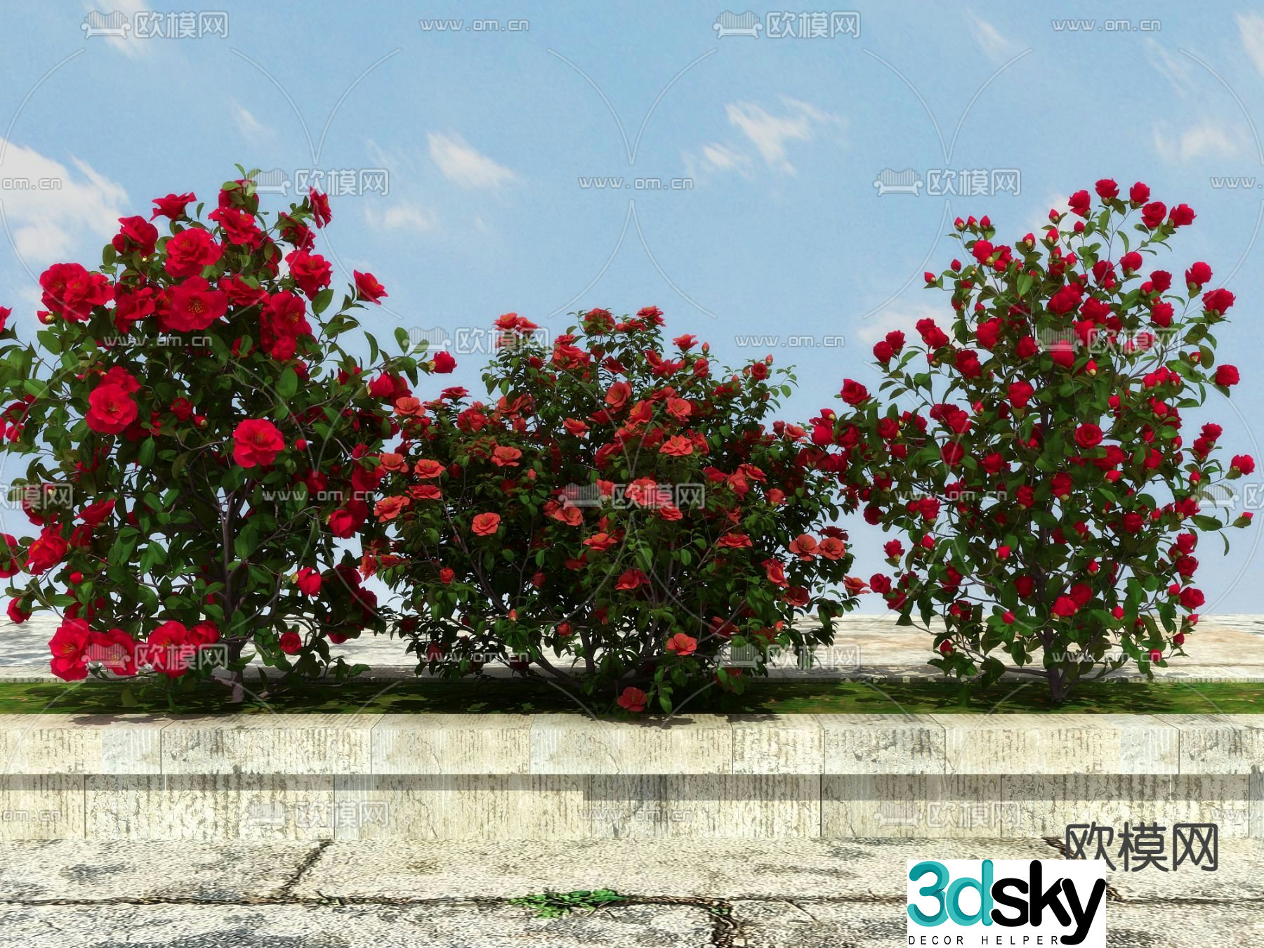 Climbing bush rose 3d model