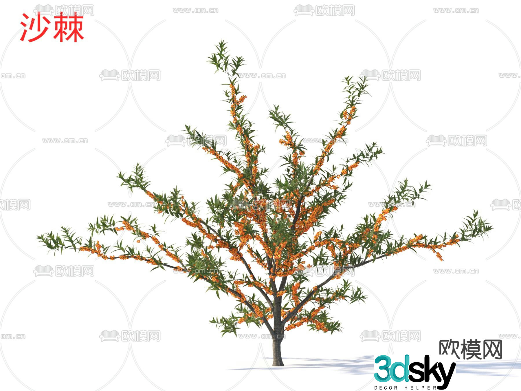 sea â€‹â€‹buckthorn small tree plant 3d model