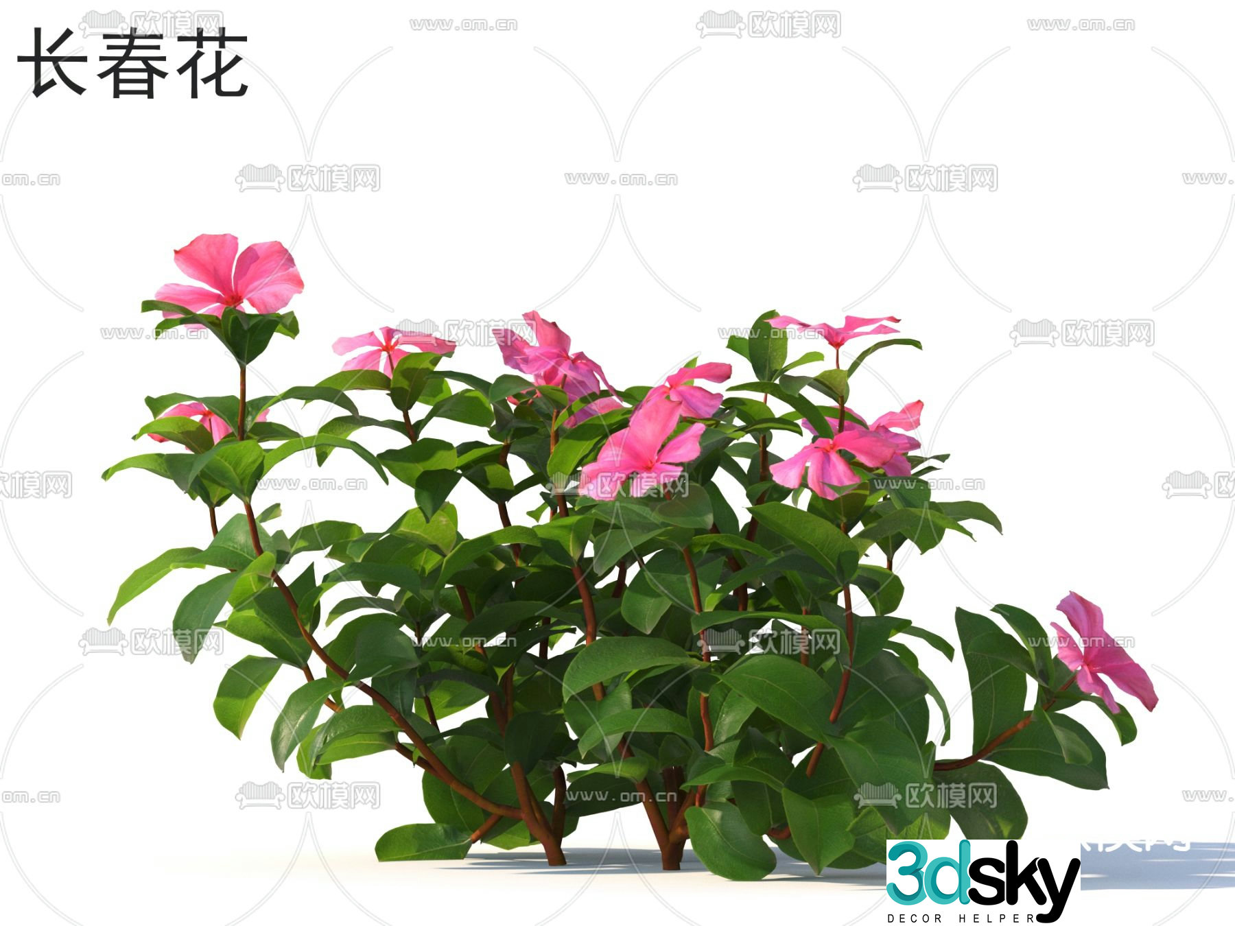Periwinkle flowers plants and shrubs 3d model