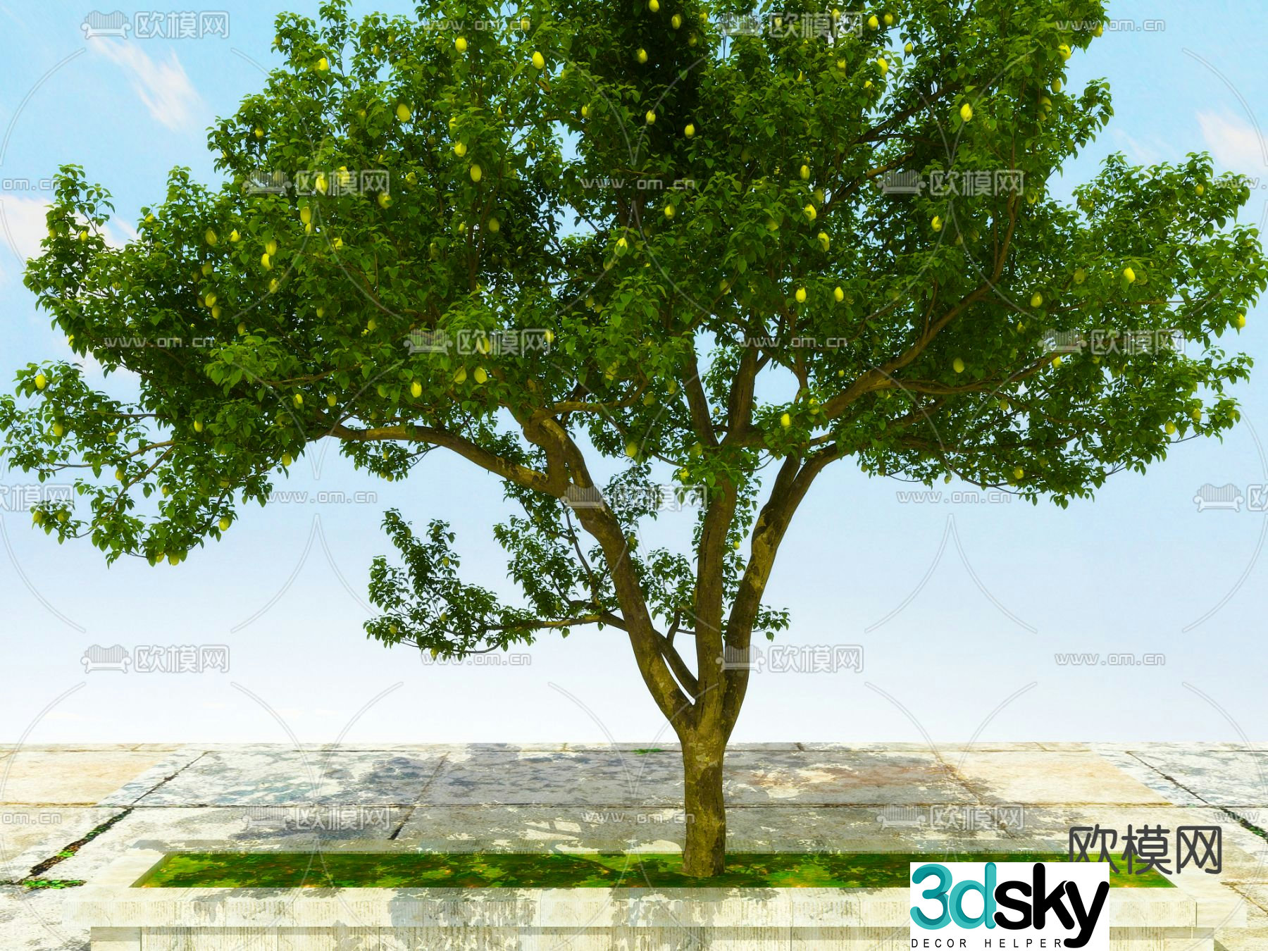 Big tree Street tree Pear tree 3d model