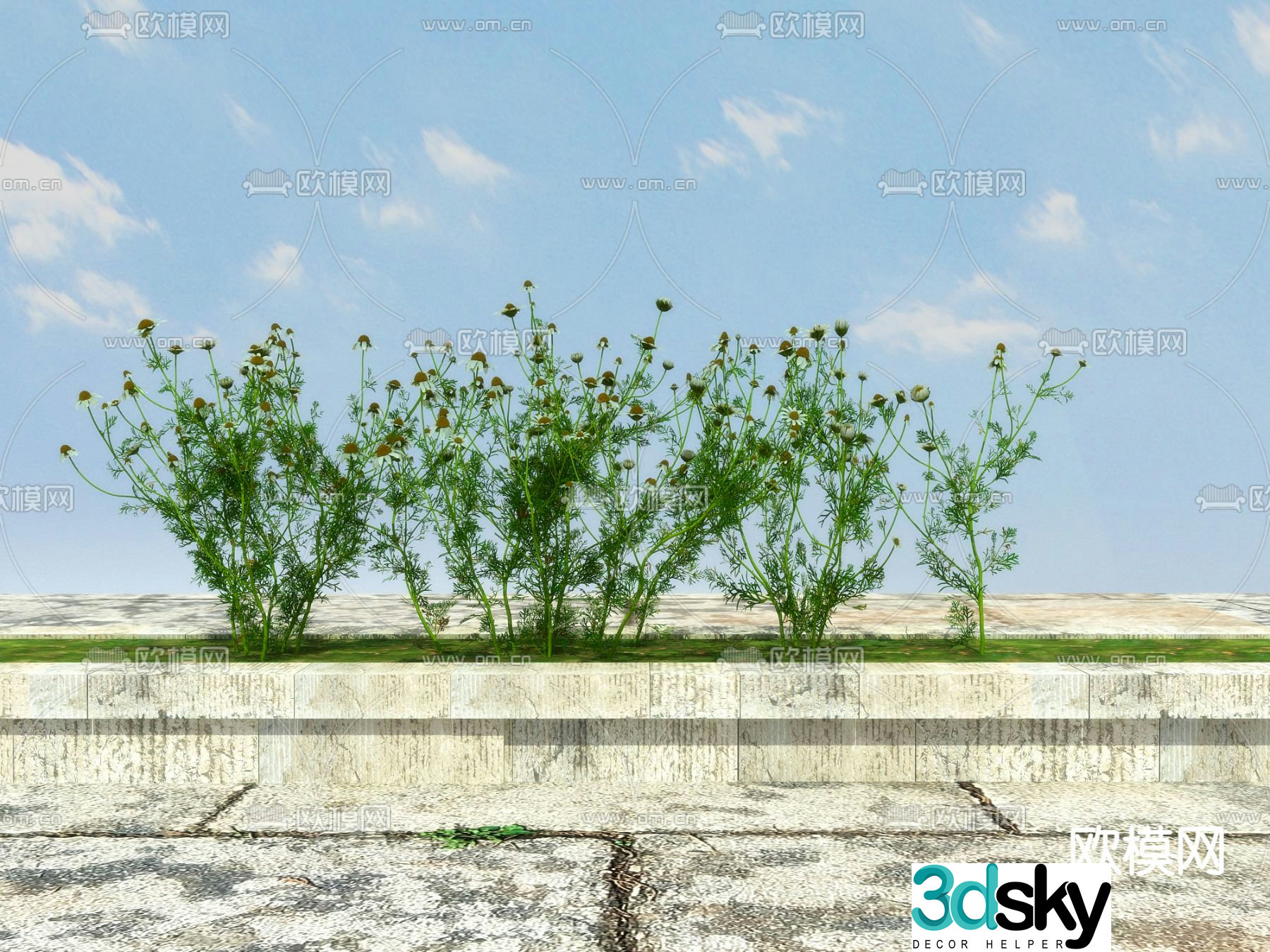 Flowering shrubs flower trough garden plants small daisies 3d model