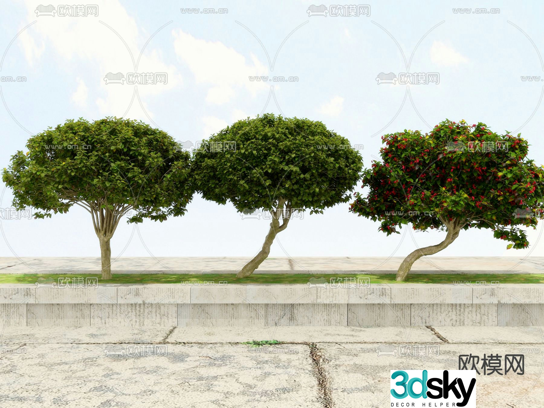 Evergreen shrub 3d model