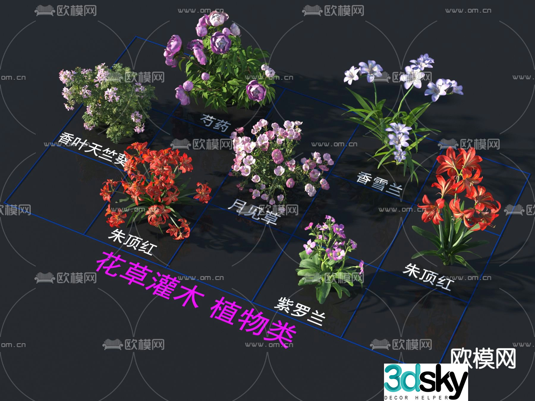 Flowers and plants Evening Primrose Red Violet 3D Model
