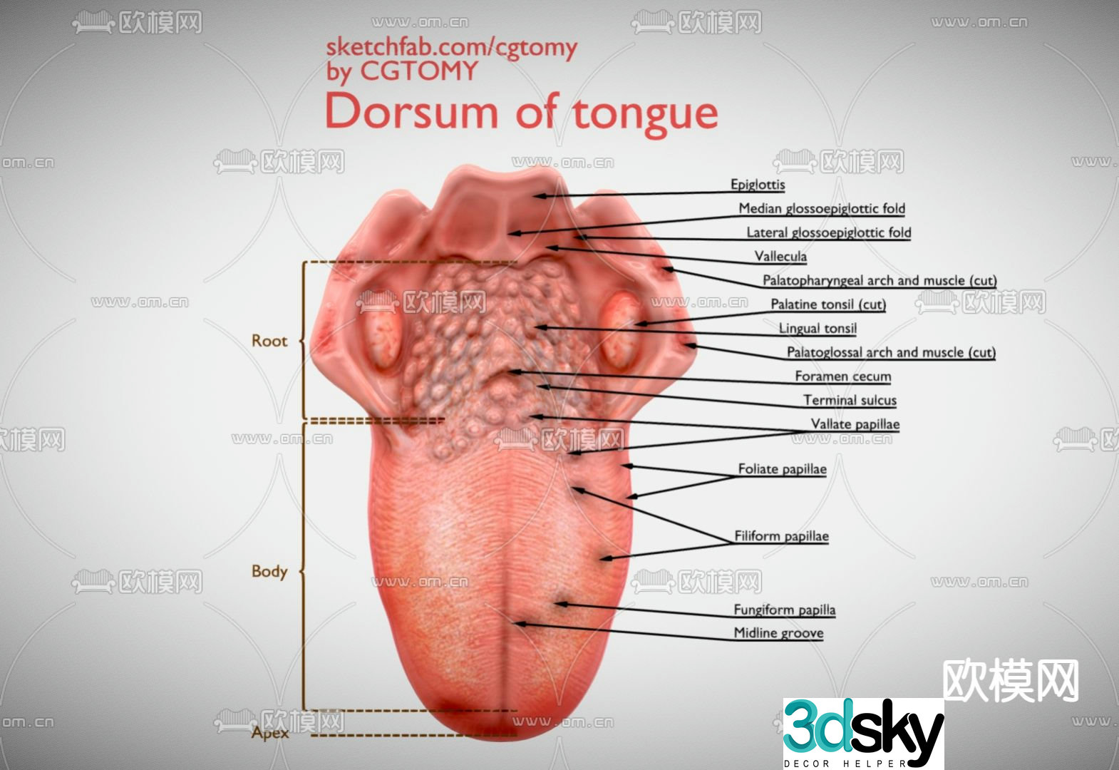 Medical equipment tongue dorsum schematic three-dimensional view 3D model
