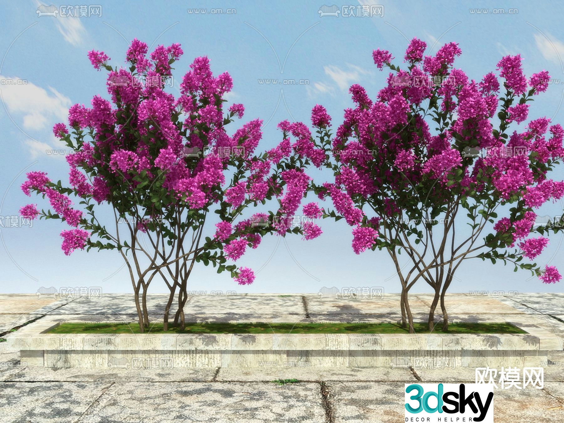 deciduous shrub crape myrtle zinnia 3d model