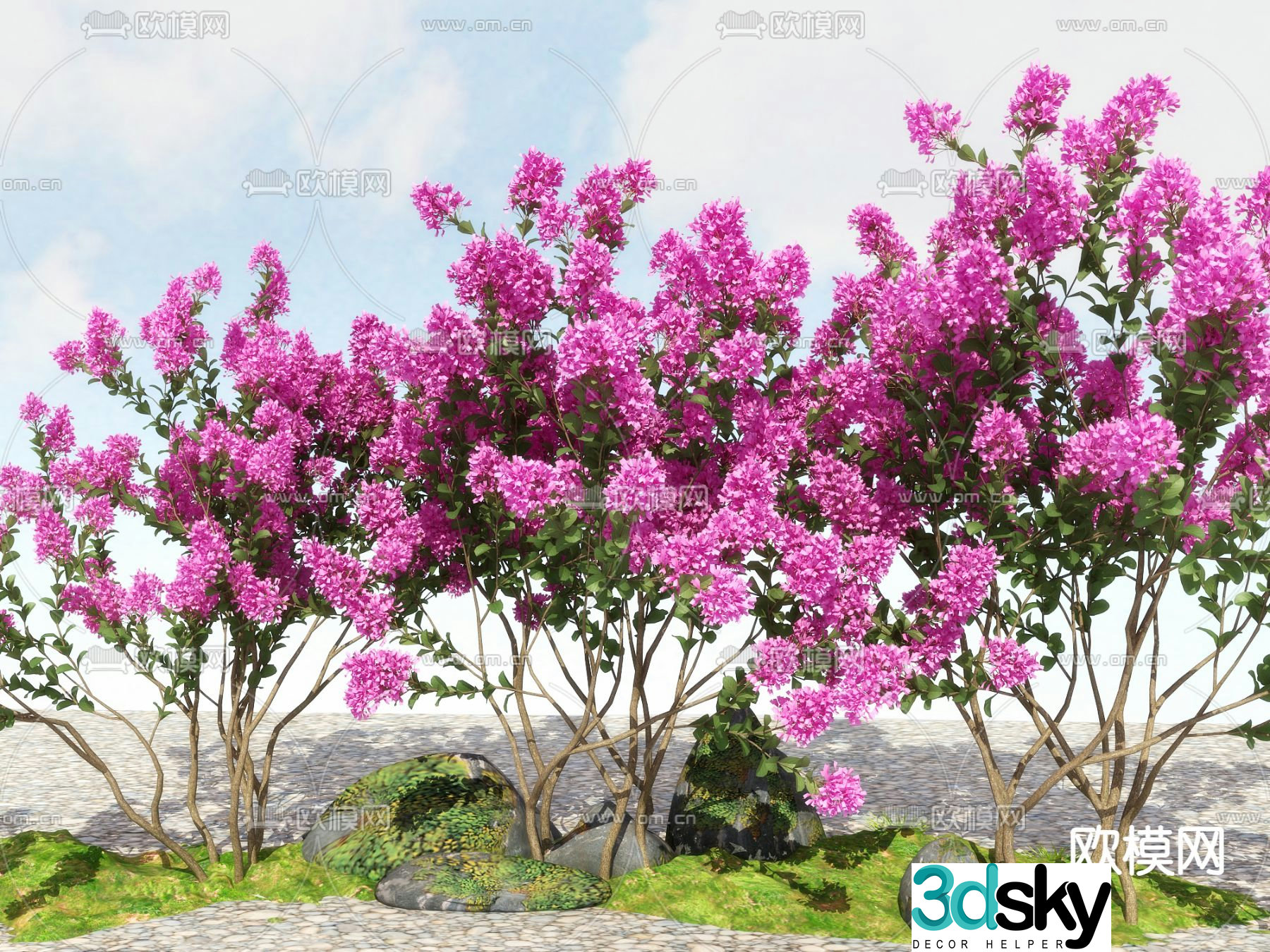 deciduous shrub crape myrtle zinnia 3d model