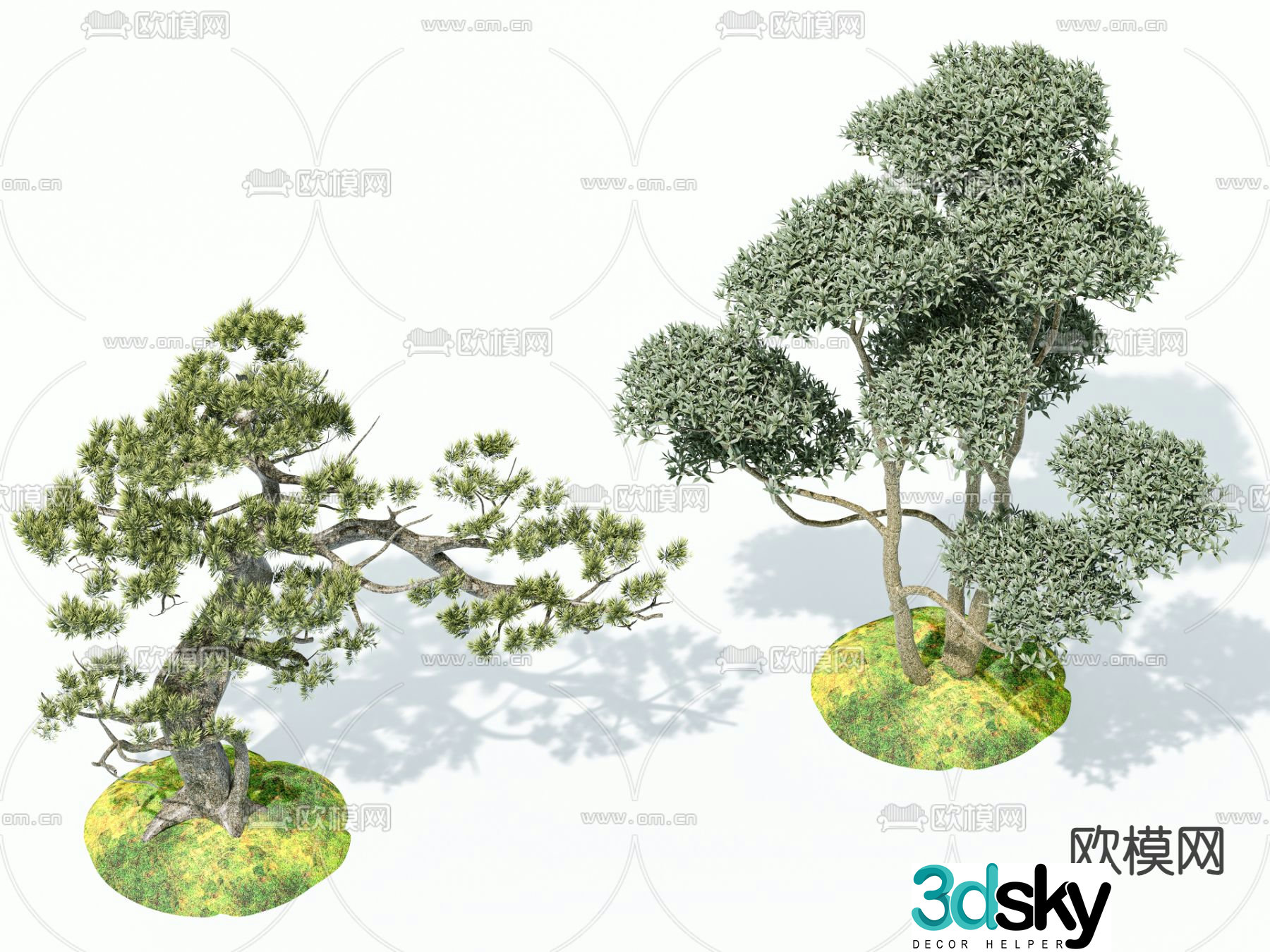 Chinese pine tree landscape tree sketch 3d model