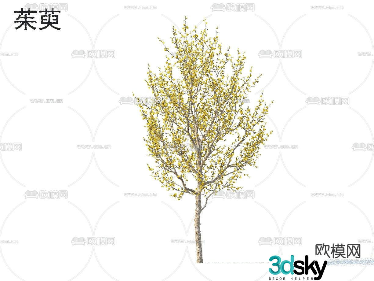 Dogwood Small Tree Tree 3D Model
