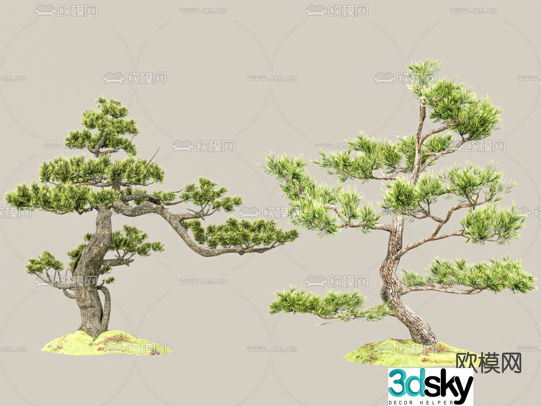 New Chinese-style pine tree Podocarat Welcoming Pine 3D model