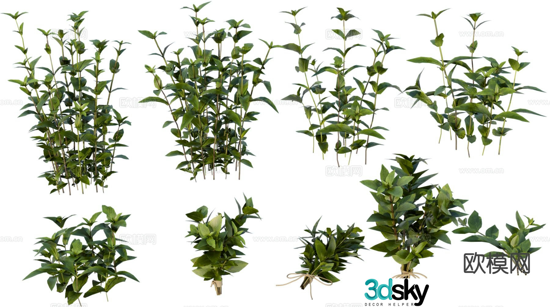 Plants flowers and plants garden green plants Guantang plant 3D model