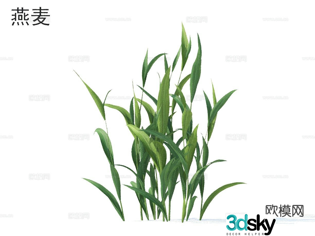 Modern Plant Oat 3D Model
