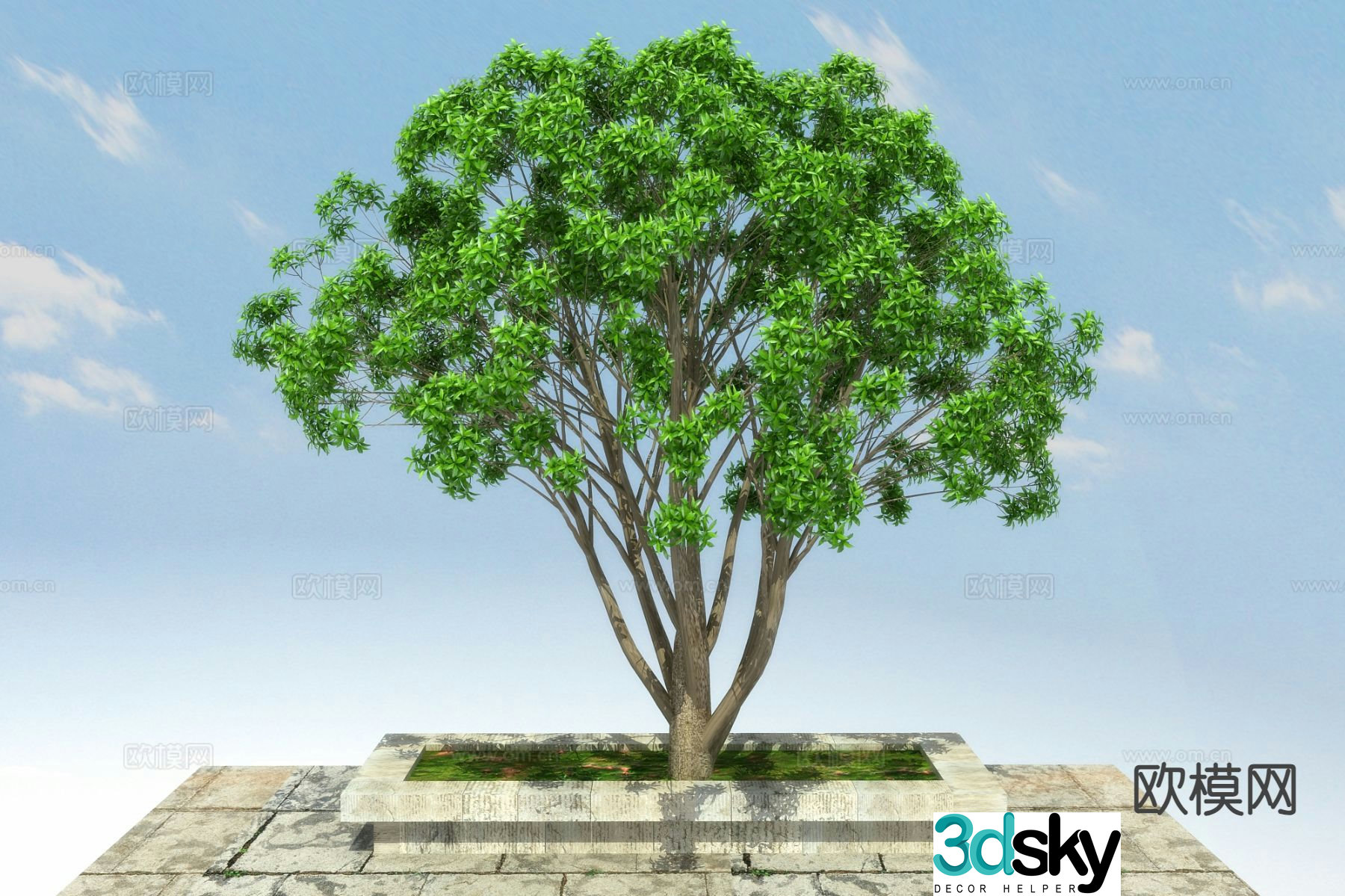 Landscape tree tree osmanthus 3d model
