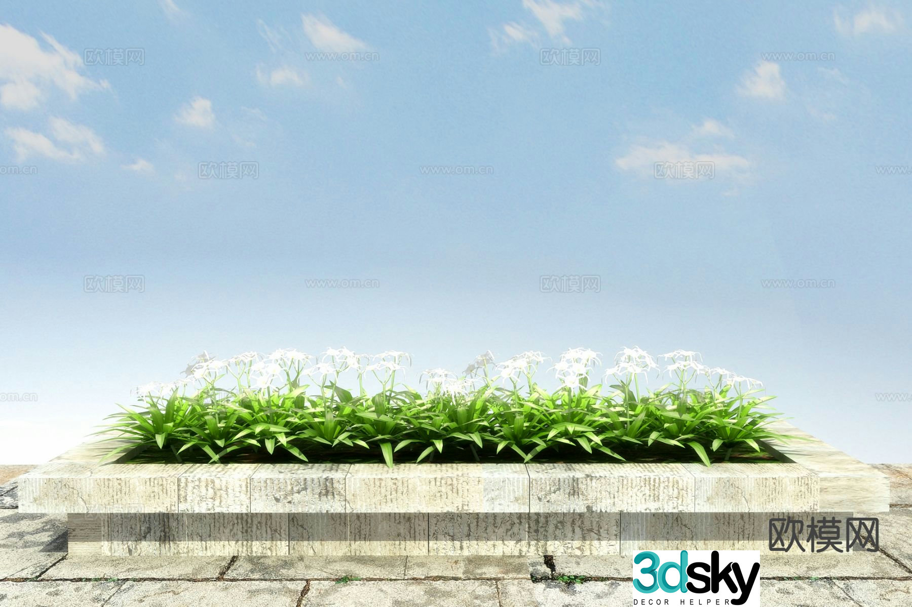 Flowers and plants Spider orchid 3D model