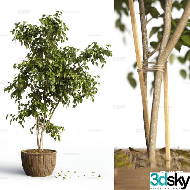 Plant potted plant 3d model of hanging leaves