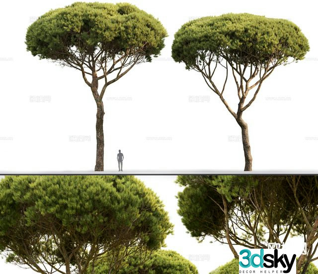 Landscape tree tree big tree 3d model