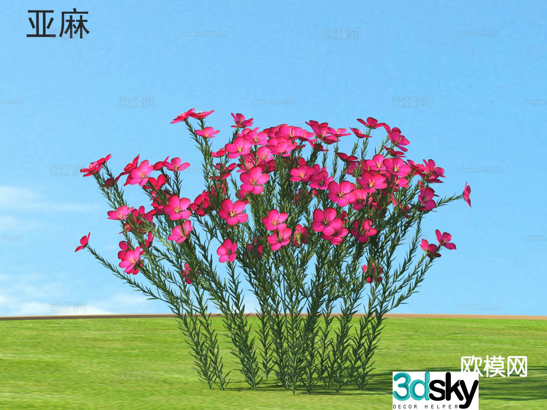 Flowers and plants Flax 3D model