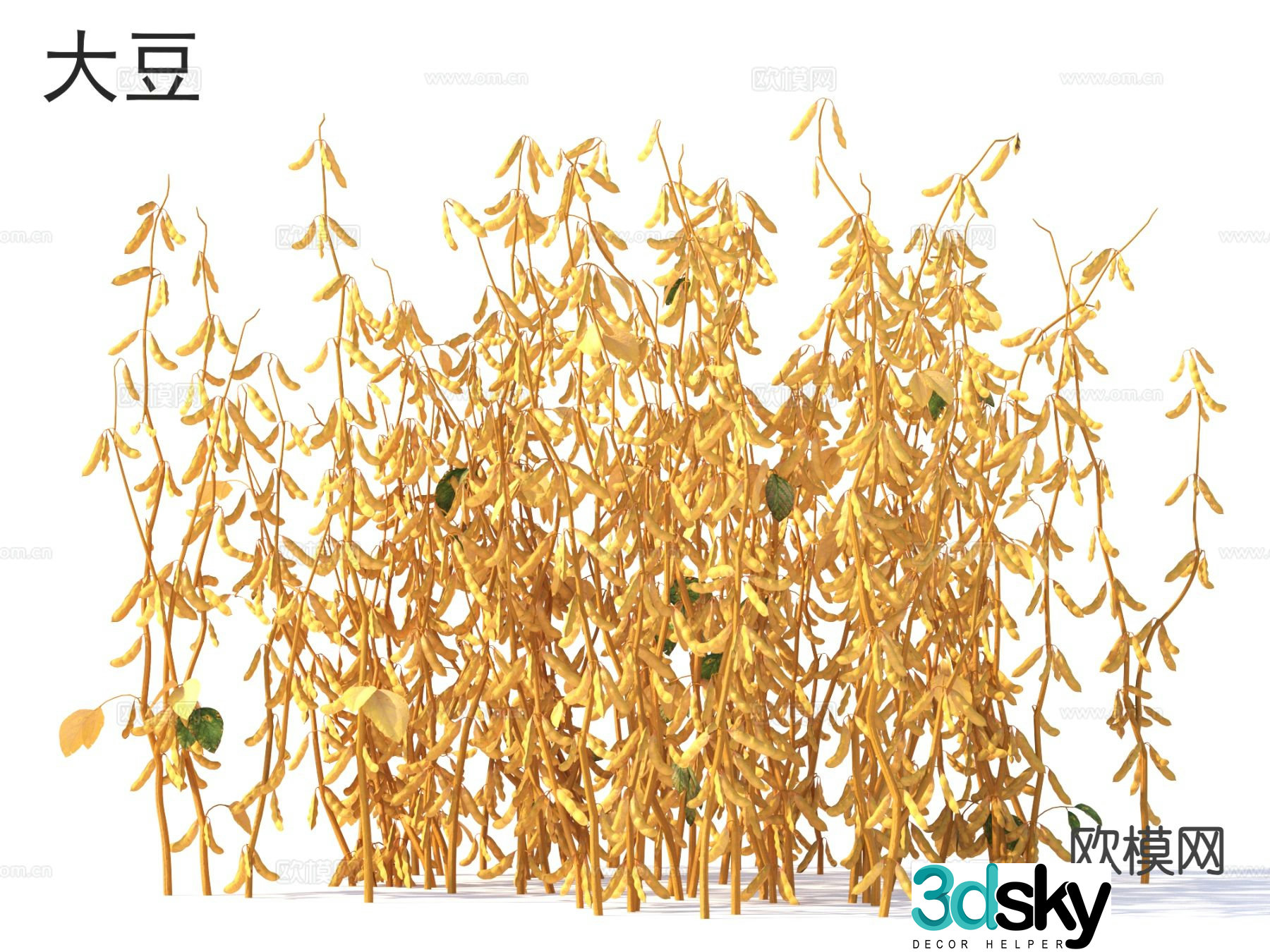 Soy Vegetable 3D Model