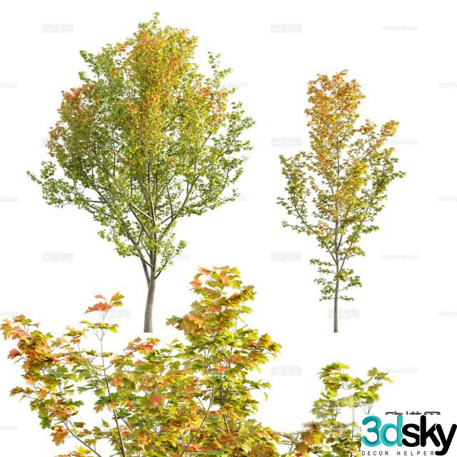 Modern autumn tree plant 3d model