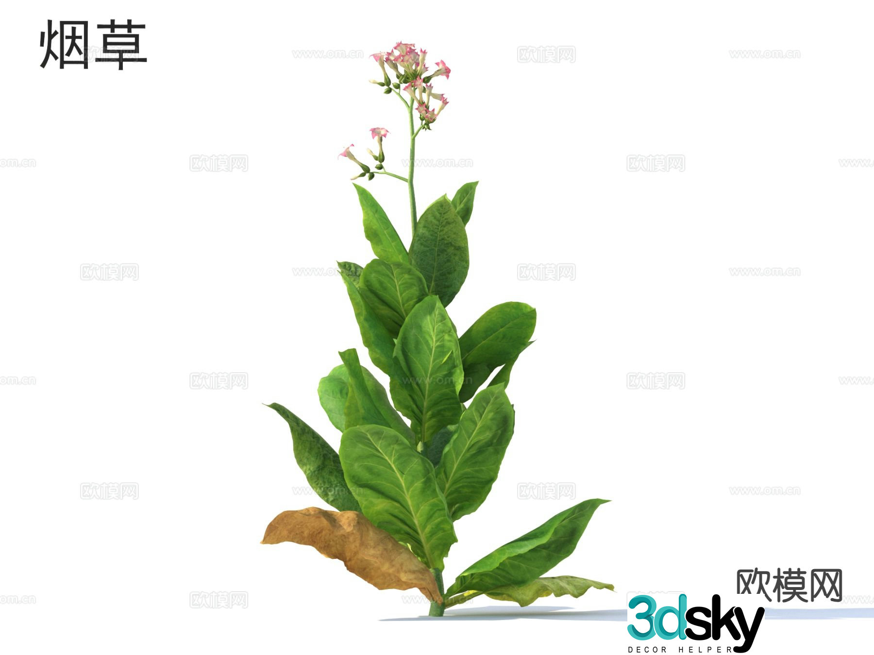 tobacco vegetables 3d model