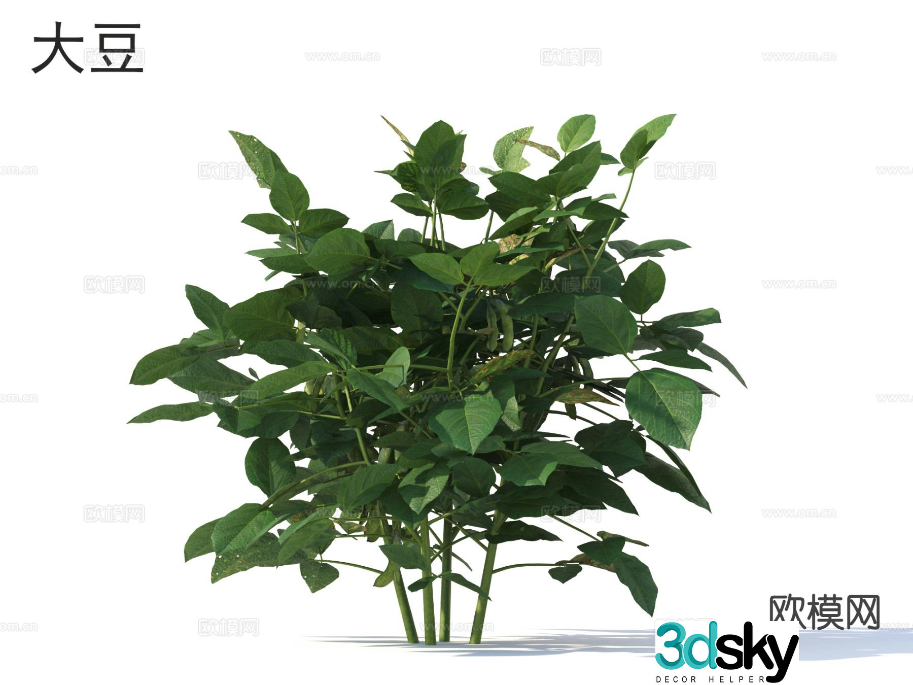 soybean vegetable 3d model