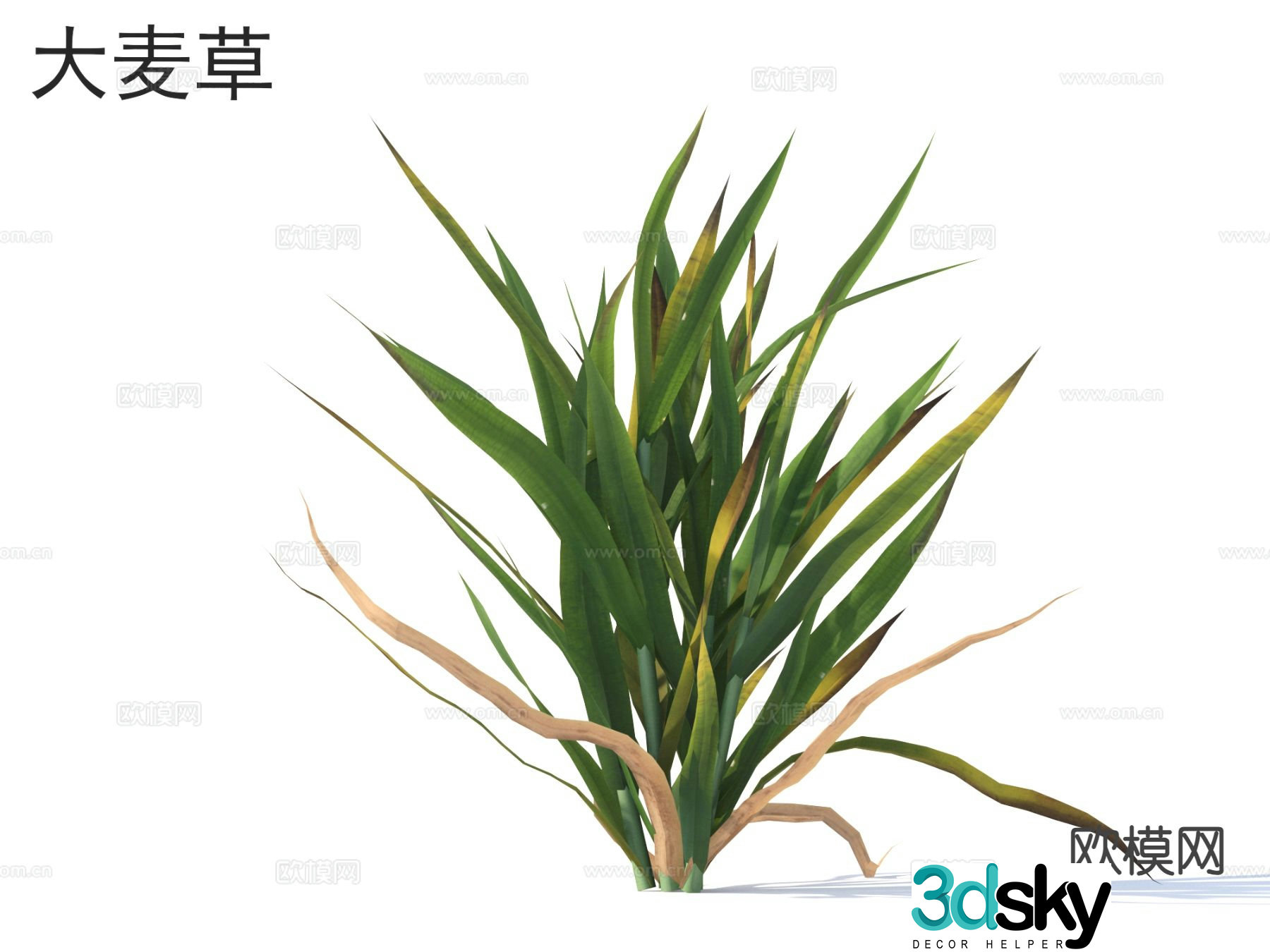 Barley grass flowers and bushes 3d model