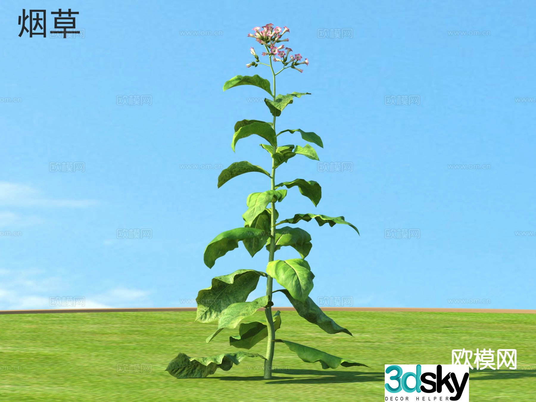 Tobacco Vegetable 3D Model