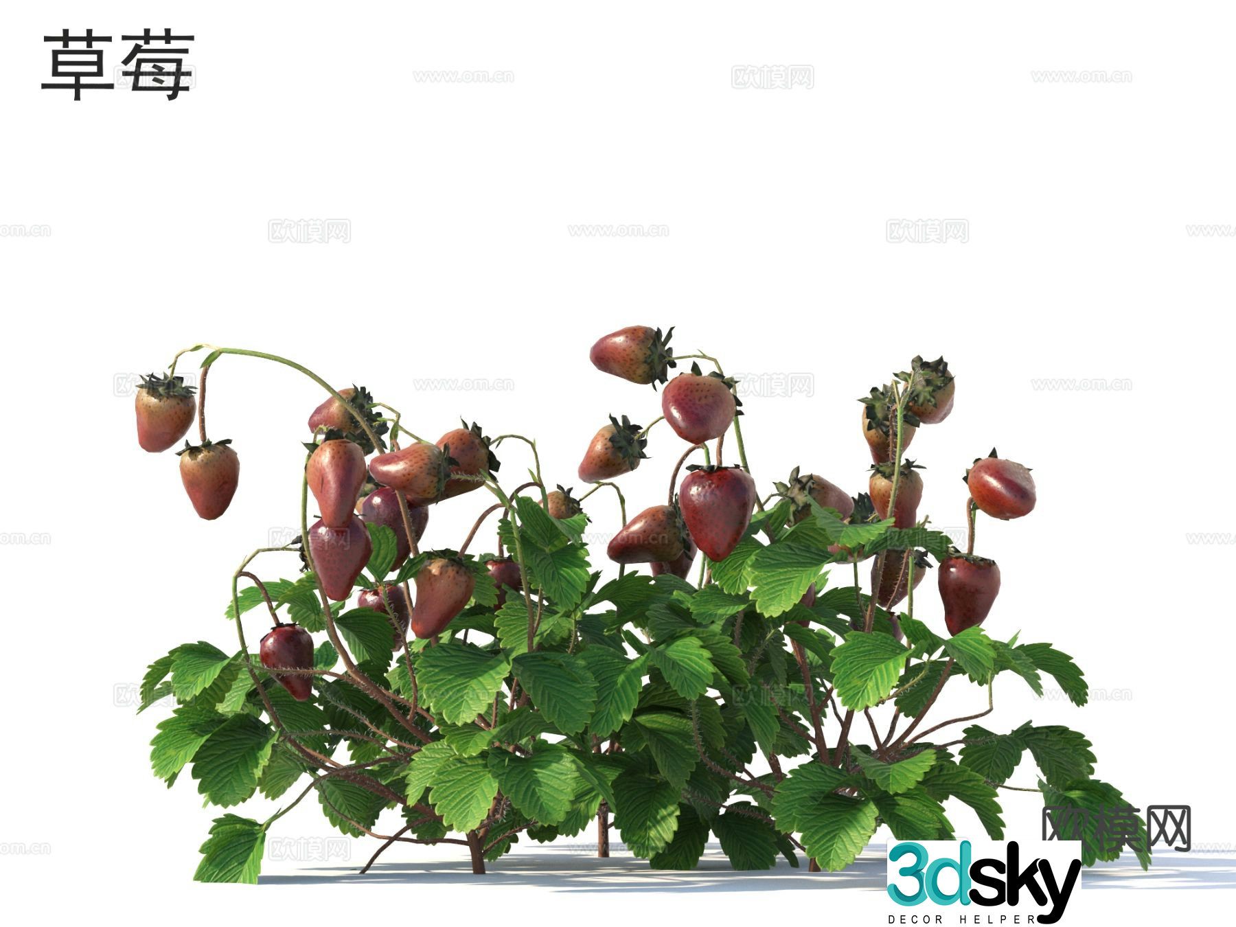 Strawberry Vegetable Crops Plant 3D Model