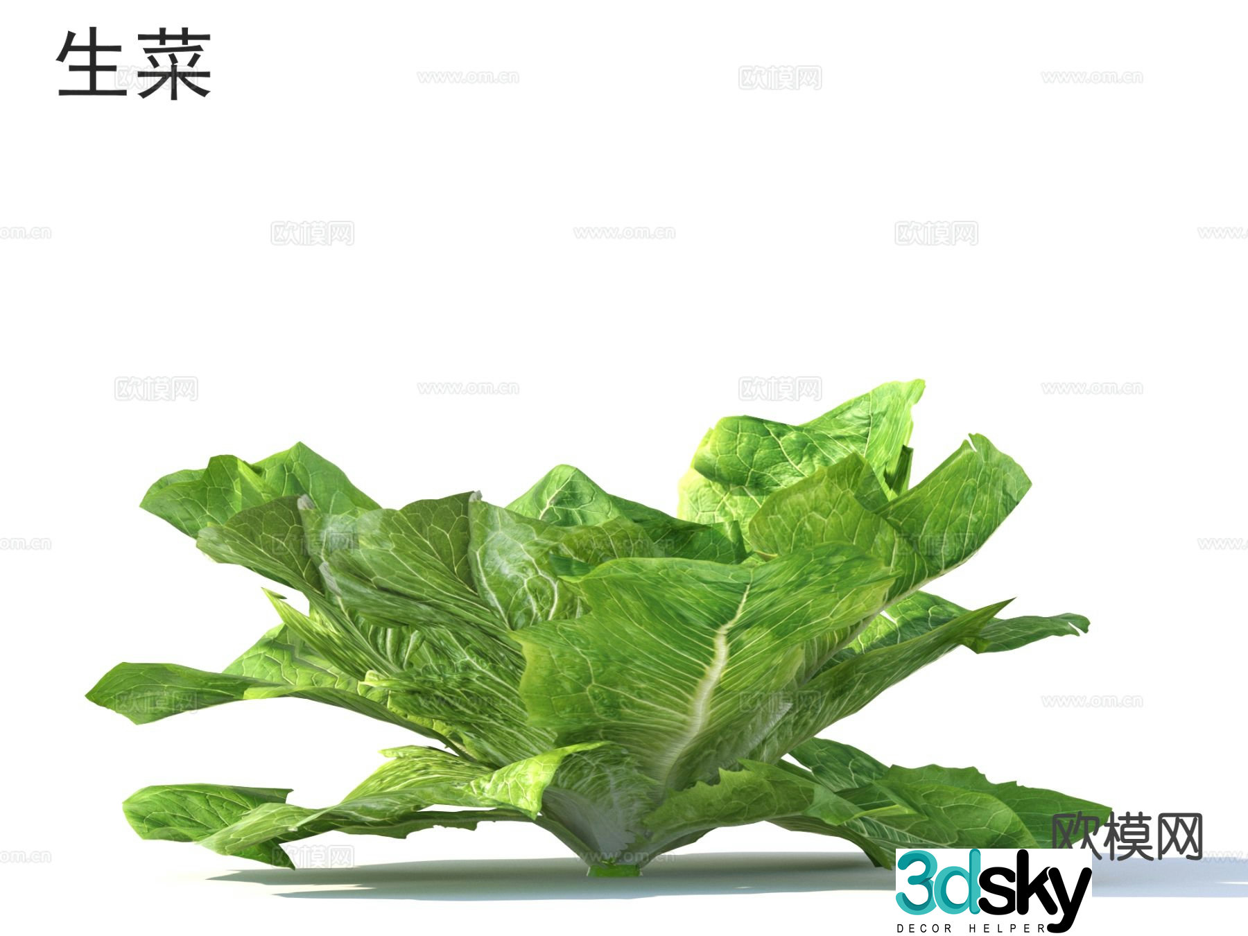 Lettuce Vegetable 3D Model