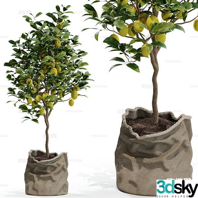 Fruit tree lemon tree 3d model