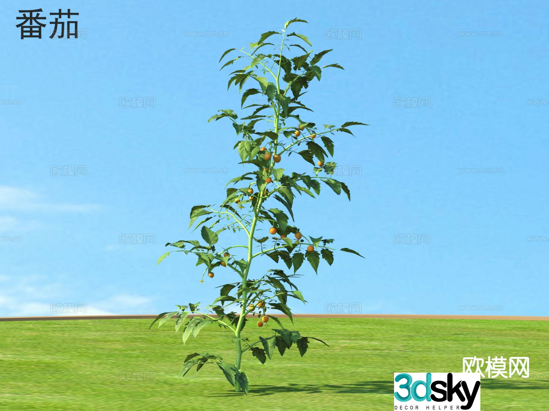 Tomato Crop 3d Model