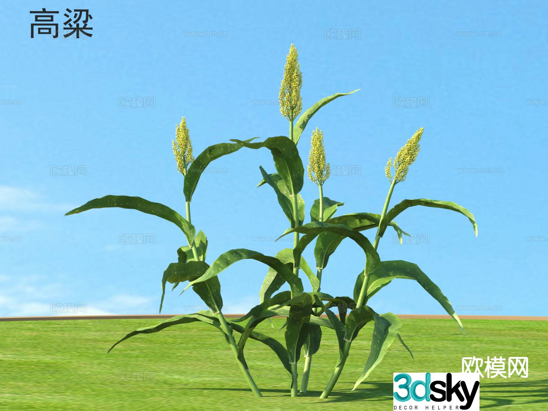Sorghum Crops Planting Plants in Farmland 3D Model