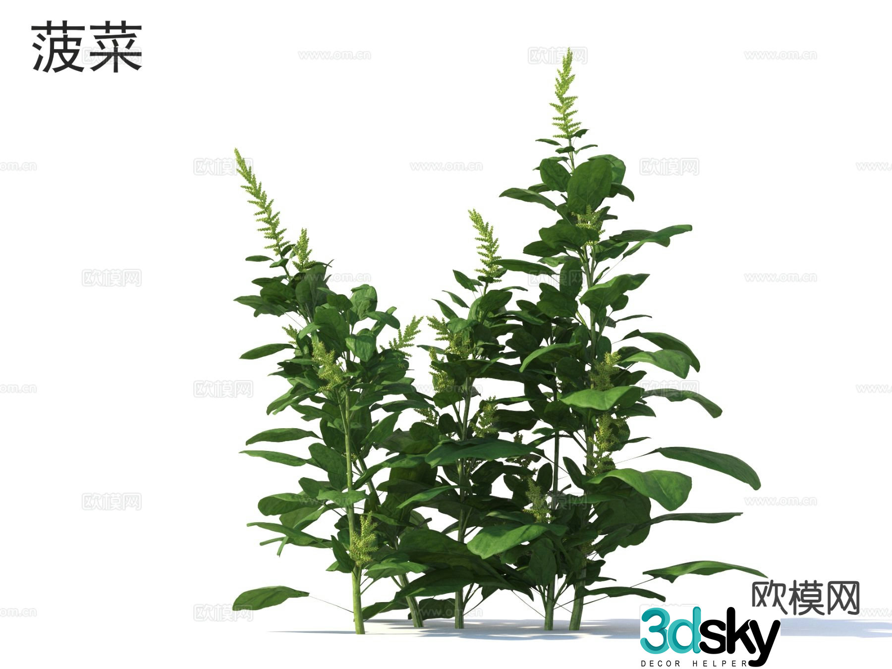 spinach vegetable 3d model