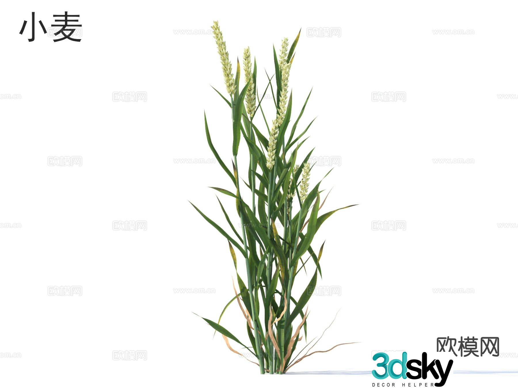 wheat crop 3d model