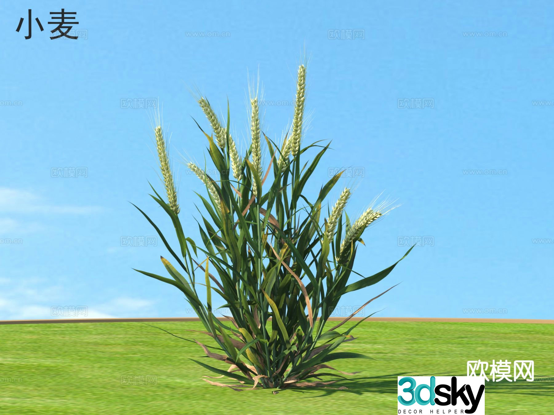 Wheat Crop 3D Model