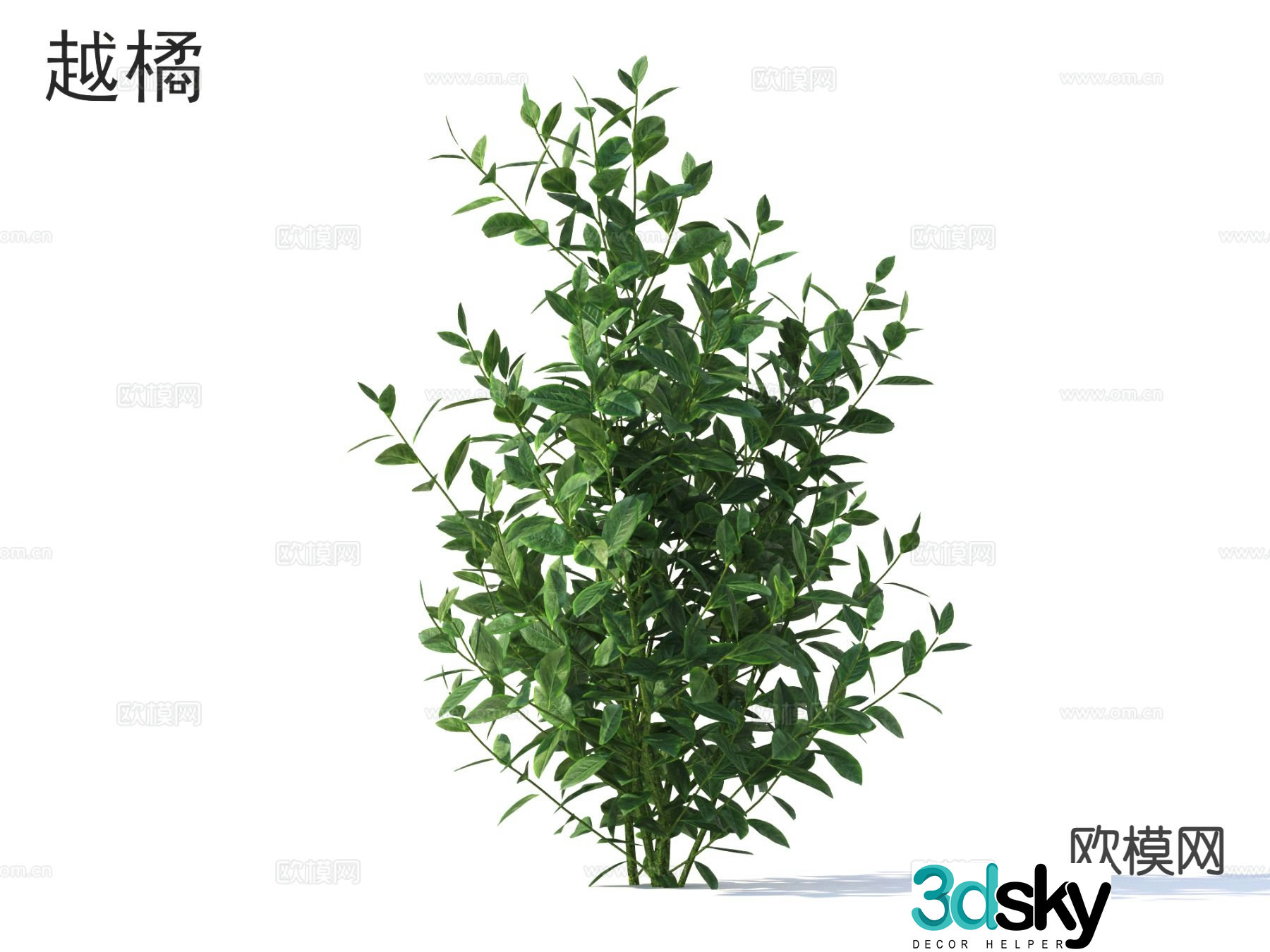bilberry crop 3d model