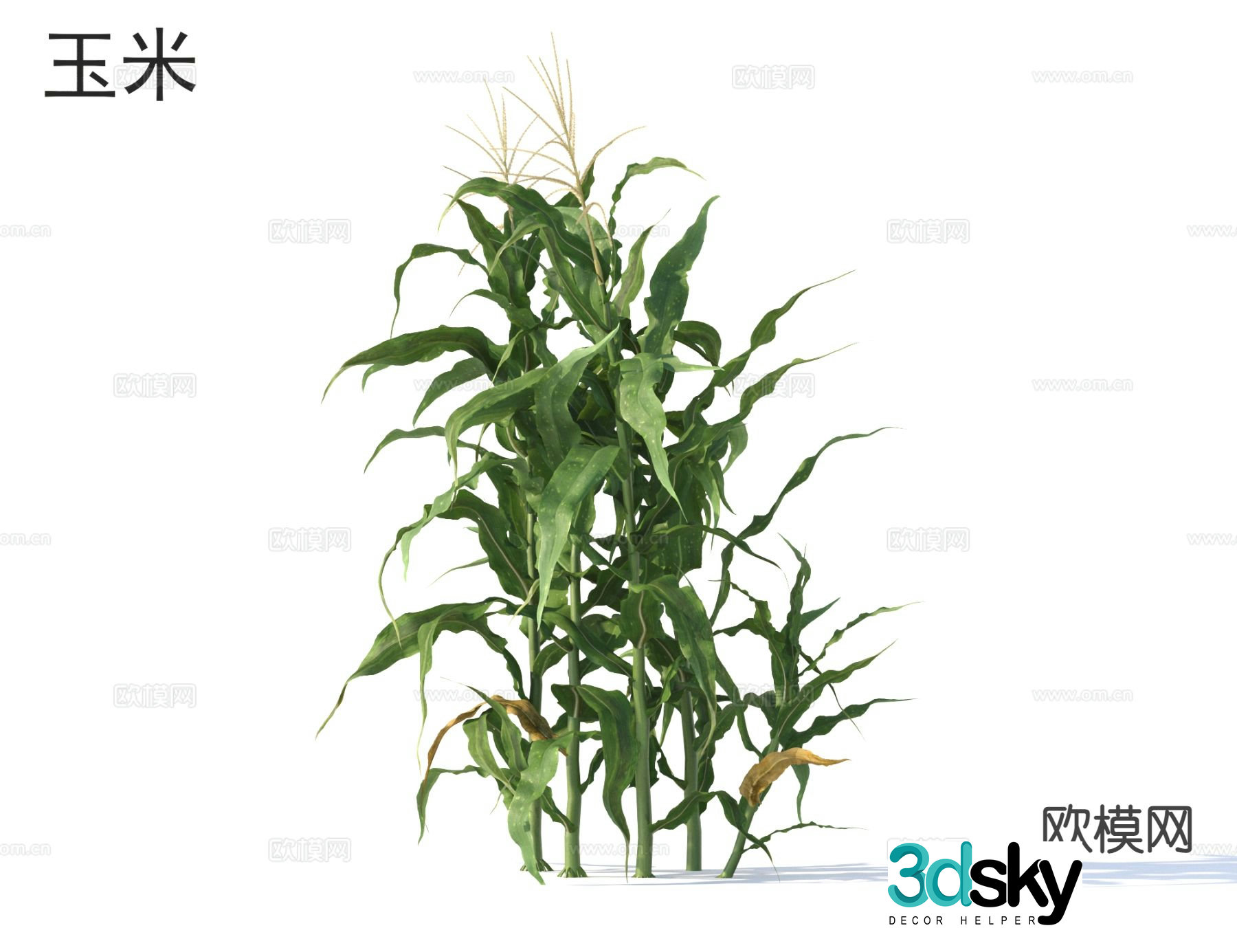 Corn Crop 3D Model