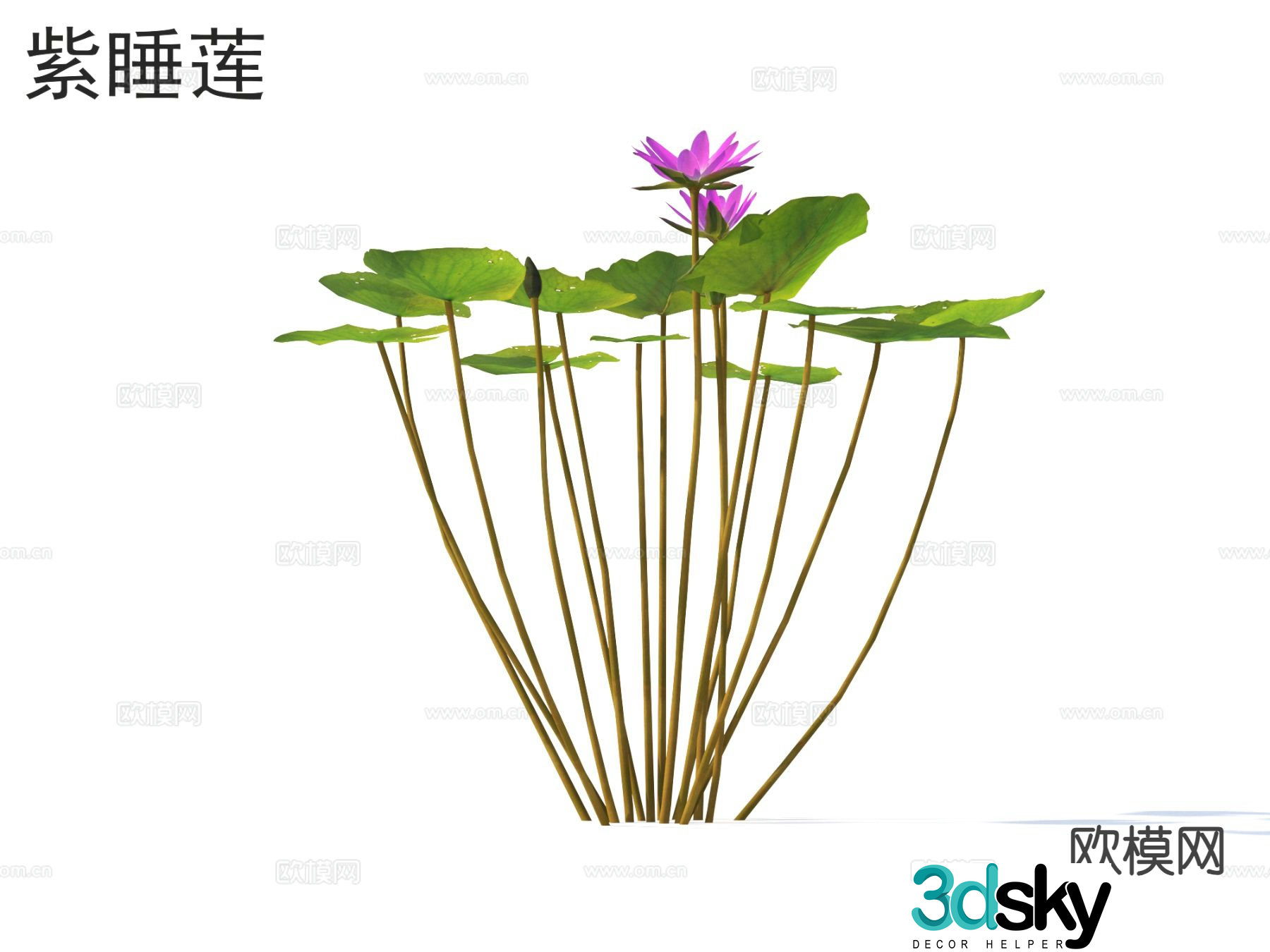 Aquatic flowers and plants Purple water lily 3D model