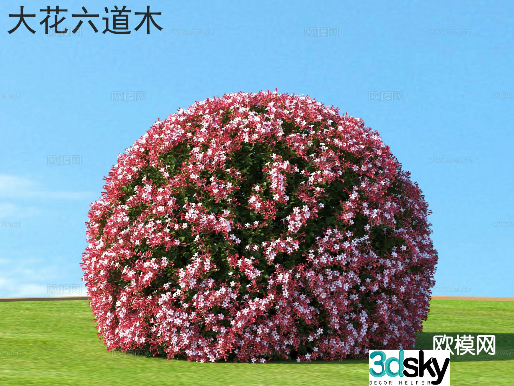 Dwarf shrub big flower six paths 3D model