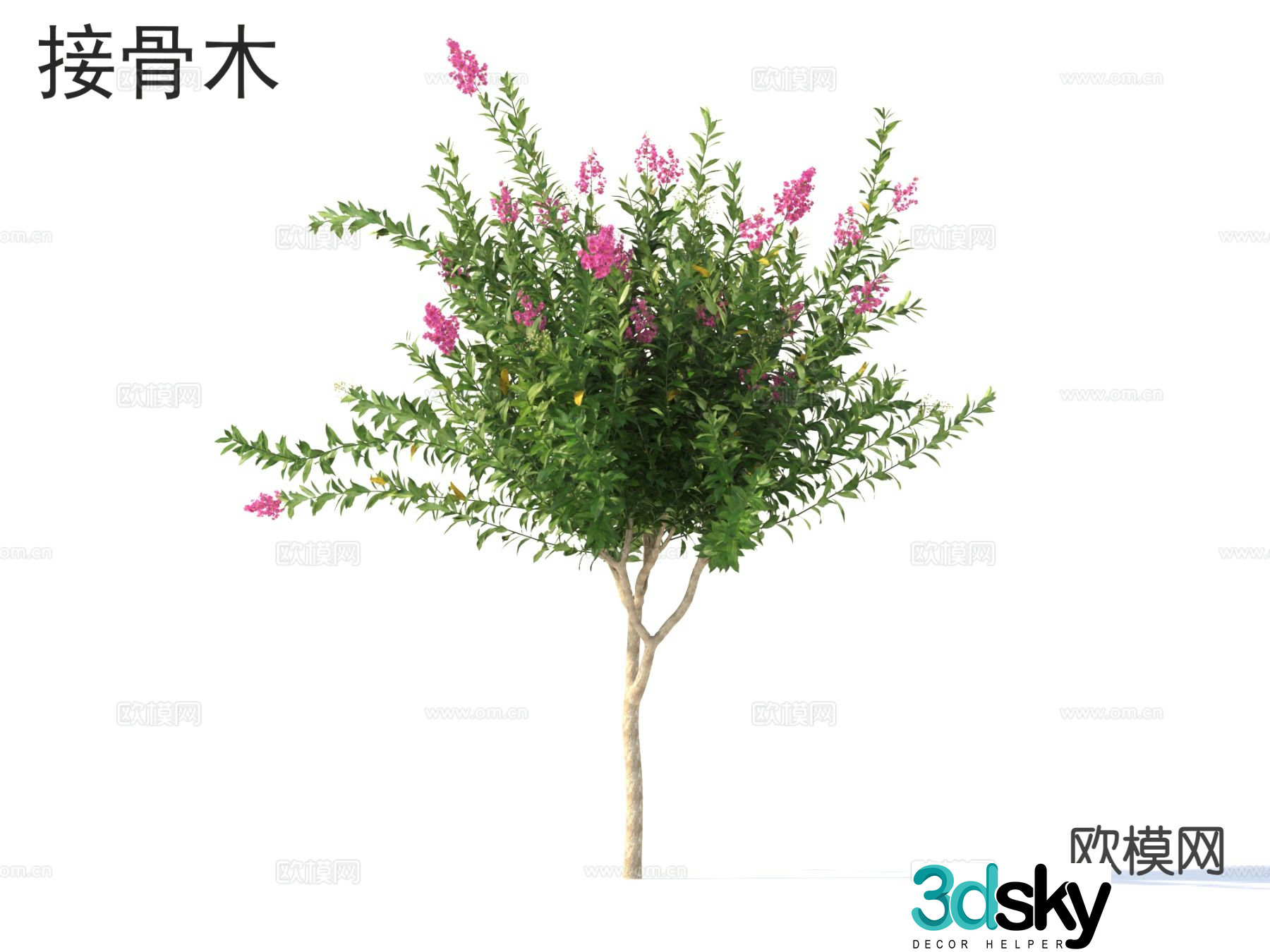 Elderberry flowers and shrubs 3d model
