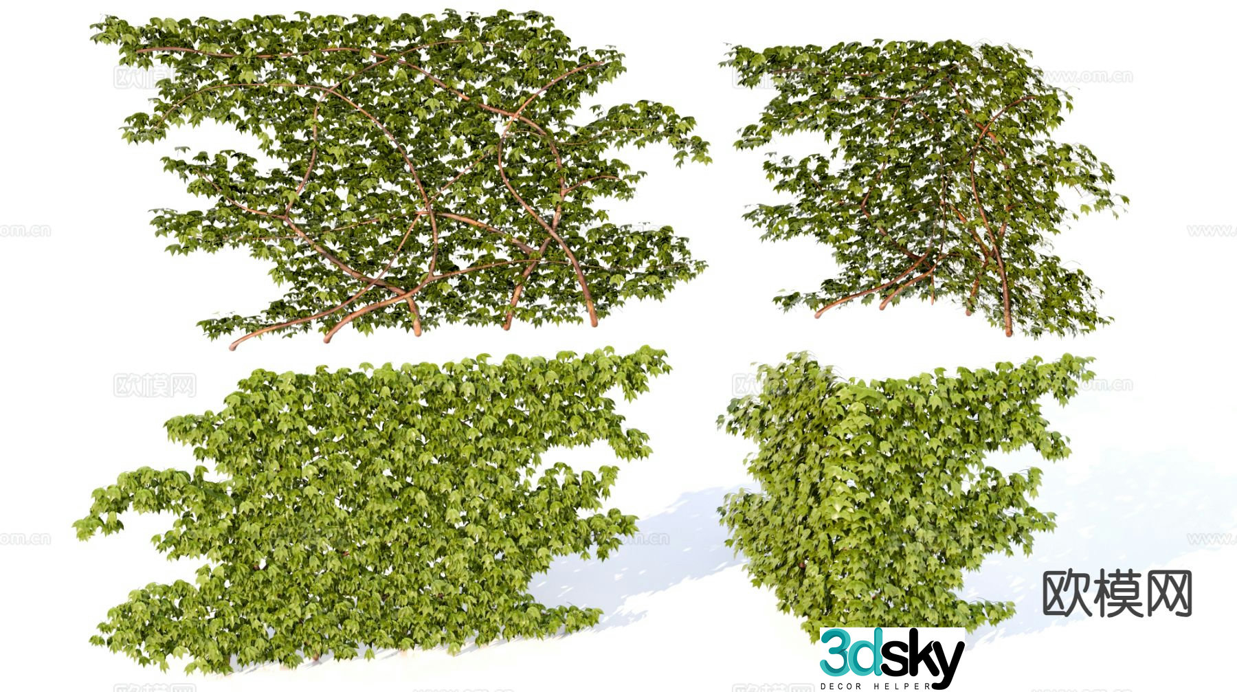 Ivy Climbing Wall Tiger Vine Plant 3D Model