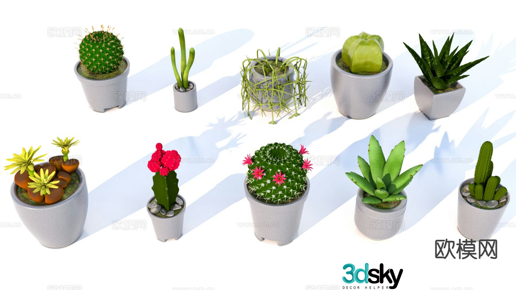 Cactus Aloe vera 3d model