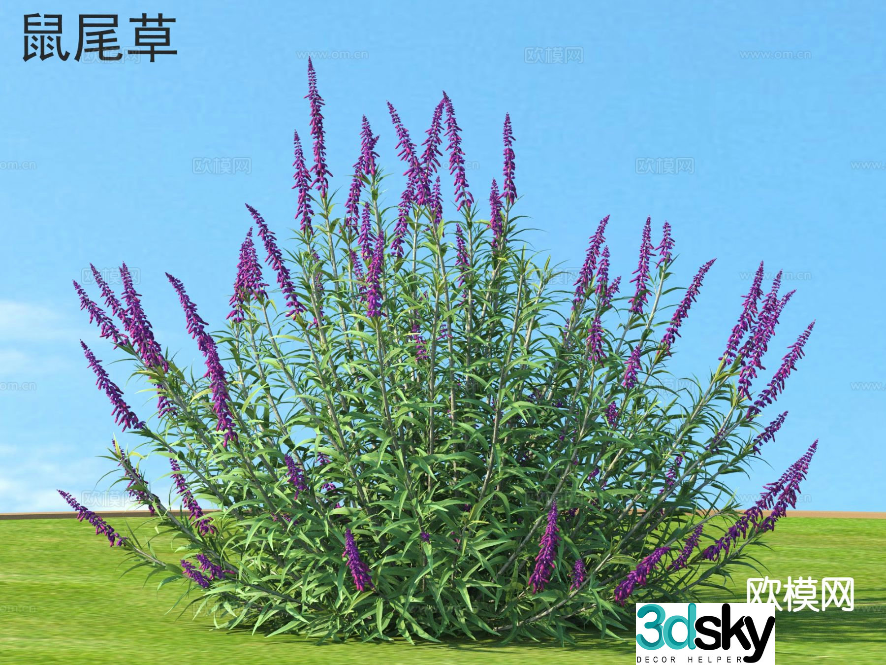 Sage Flowers plants shrubs 3d model