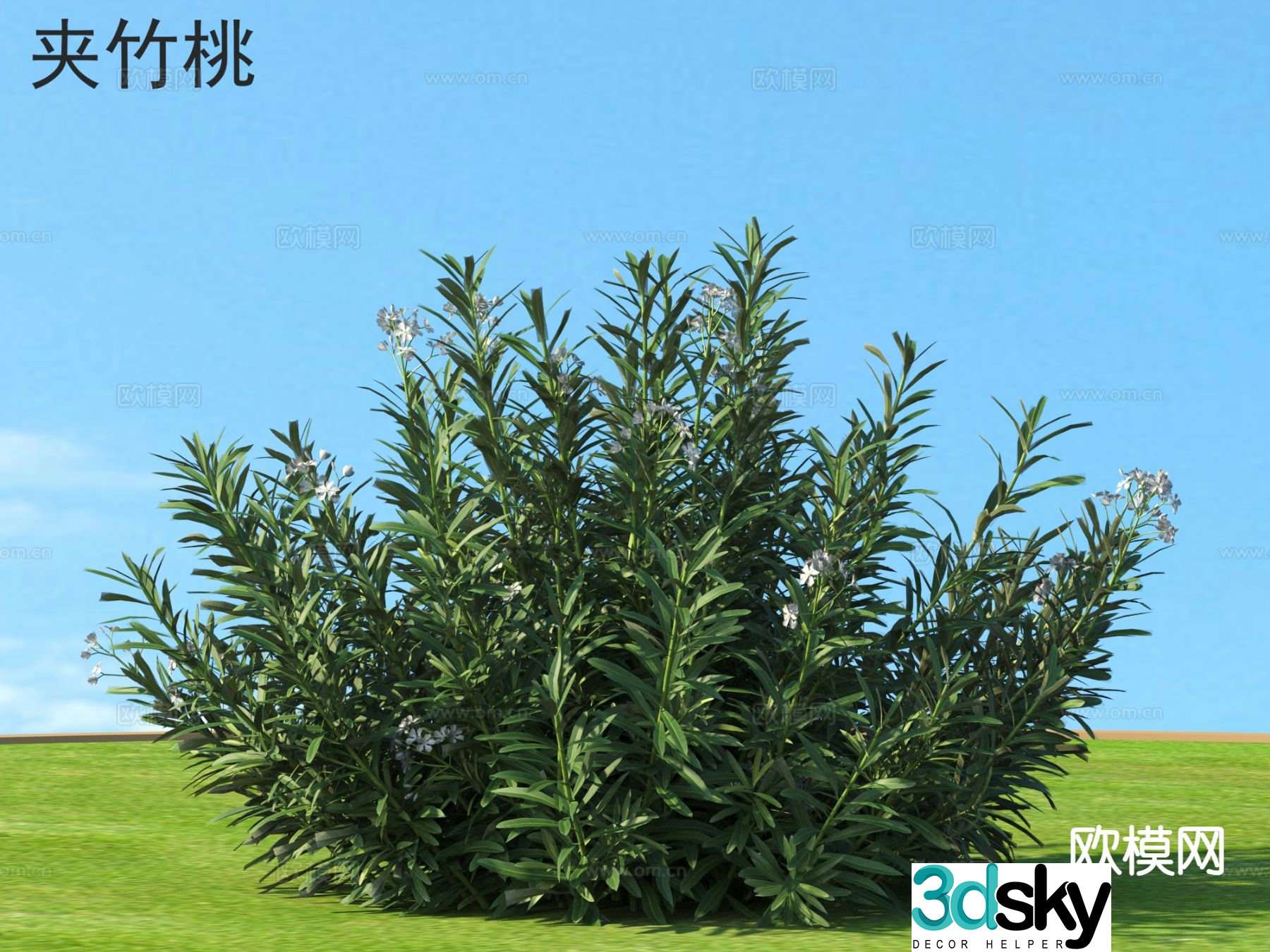 Evergreen large shrub oleander 3d model