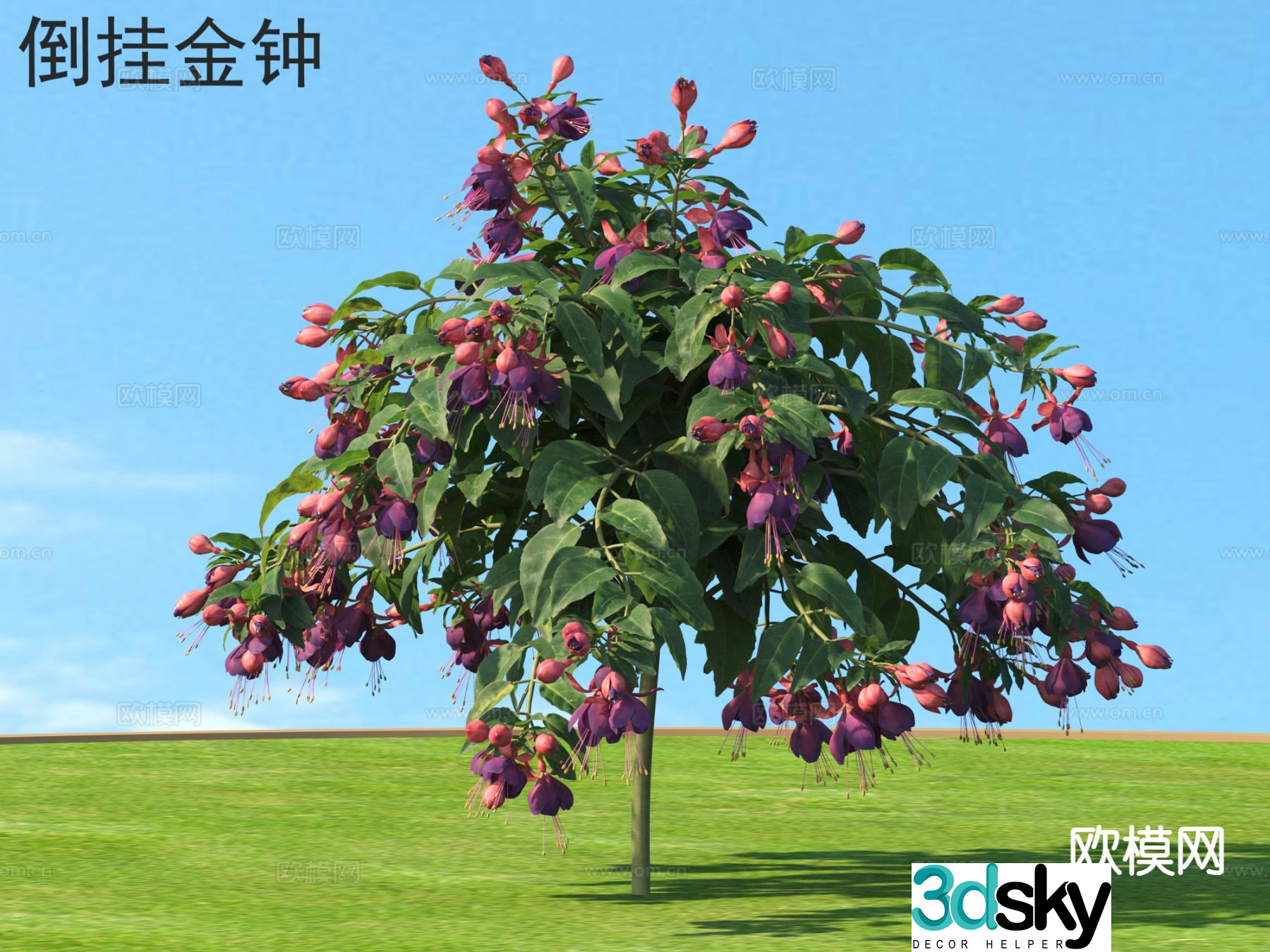 Fuchsia flowers plants shrubs plants 3D model