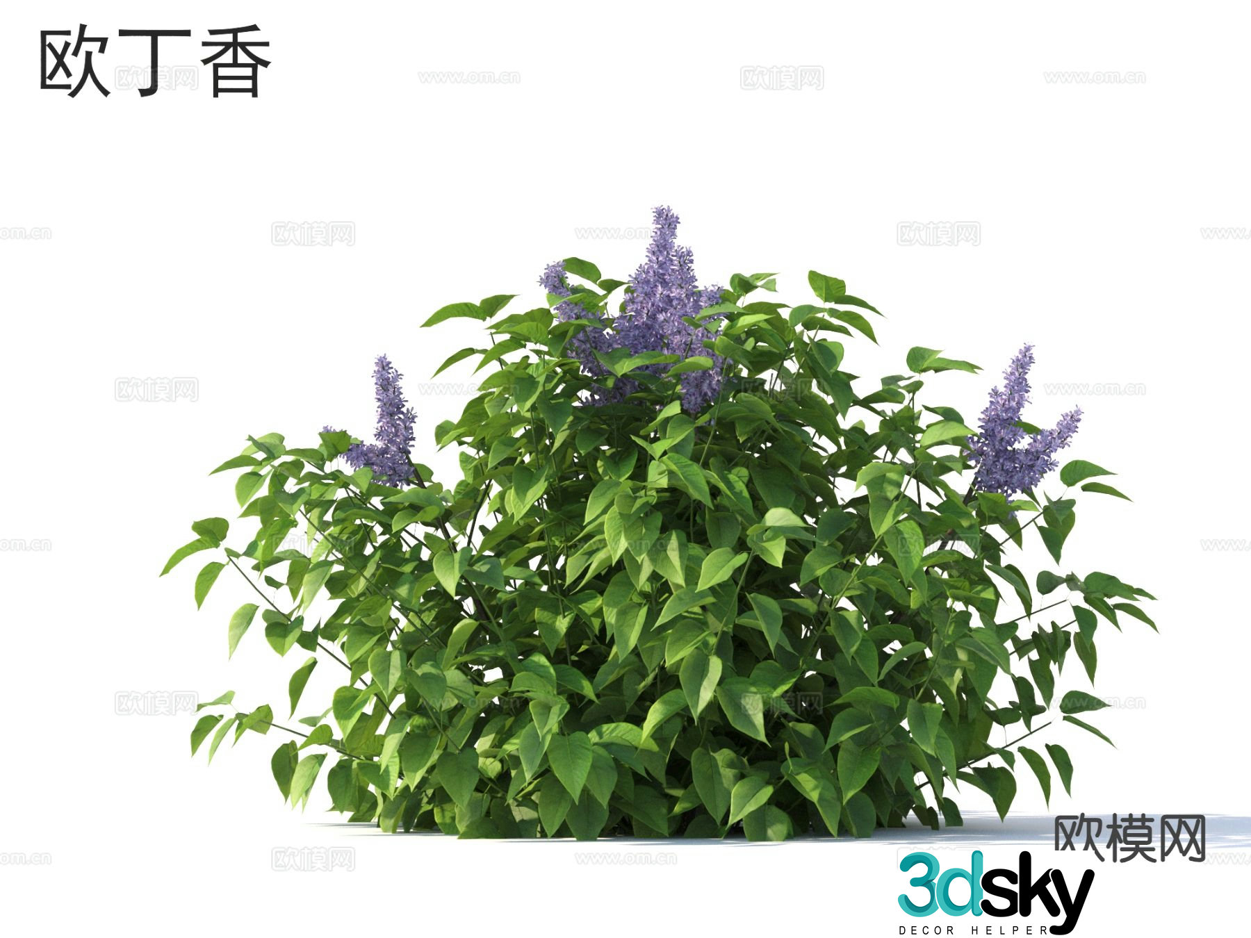 Ou Ding Flowers Plants 3D Model