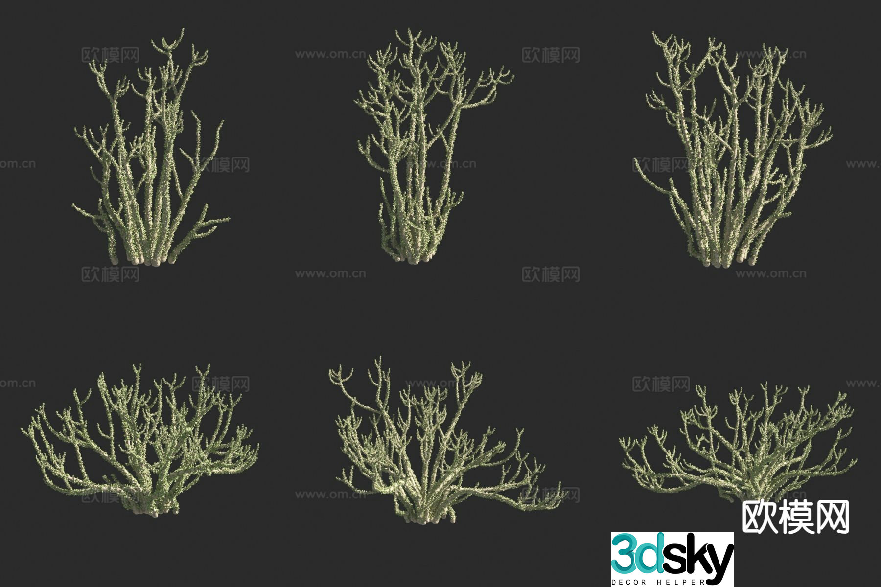 Purslane plant 3d model