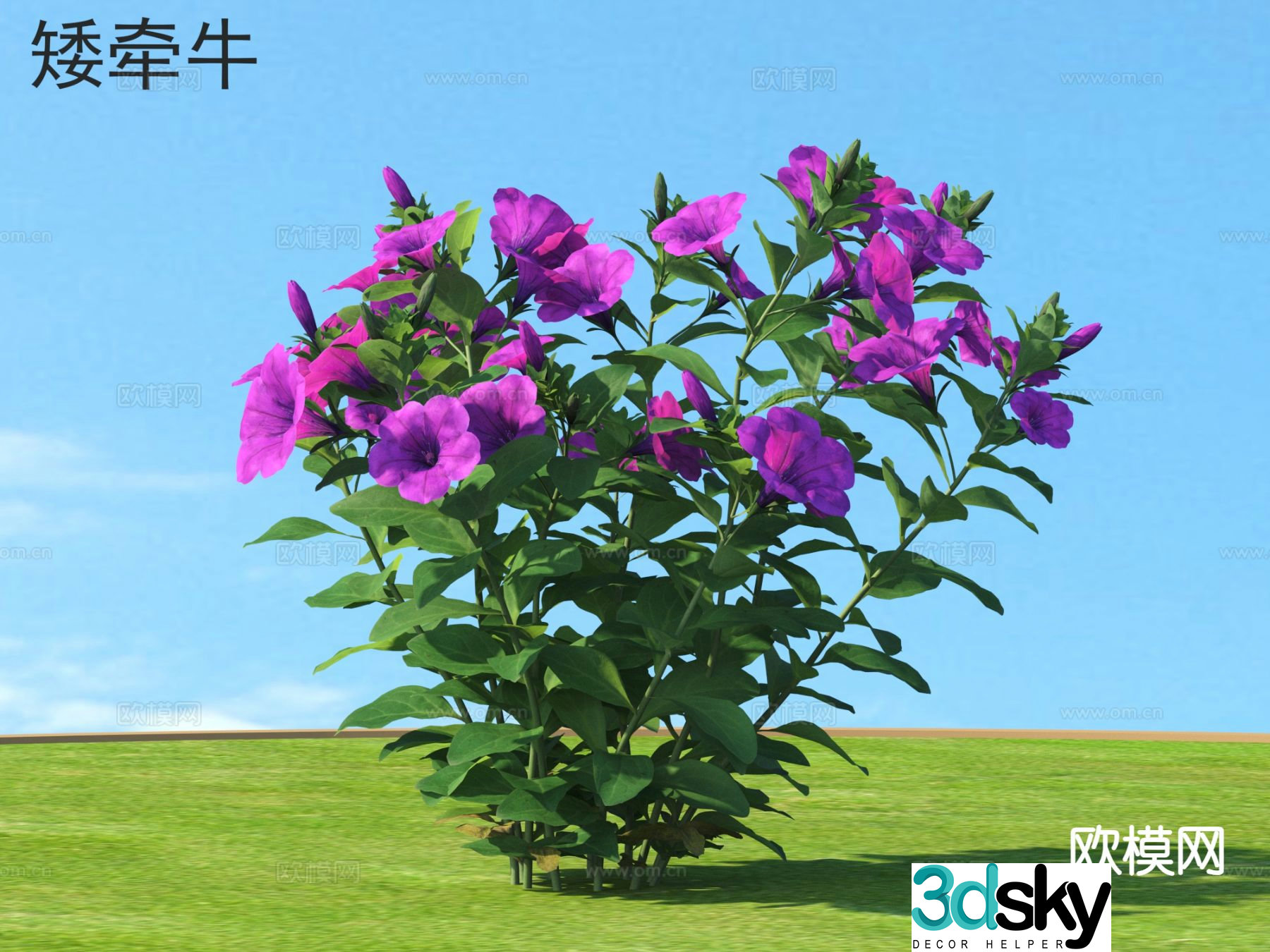 Flowers and plants Petunia 3d model