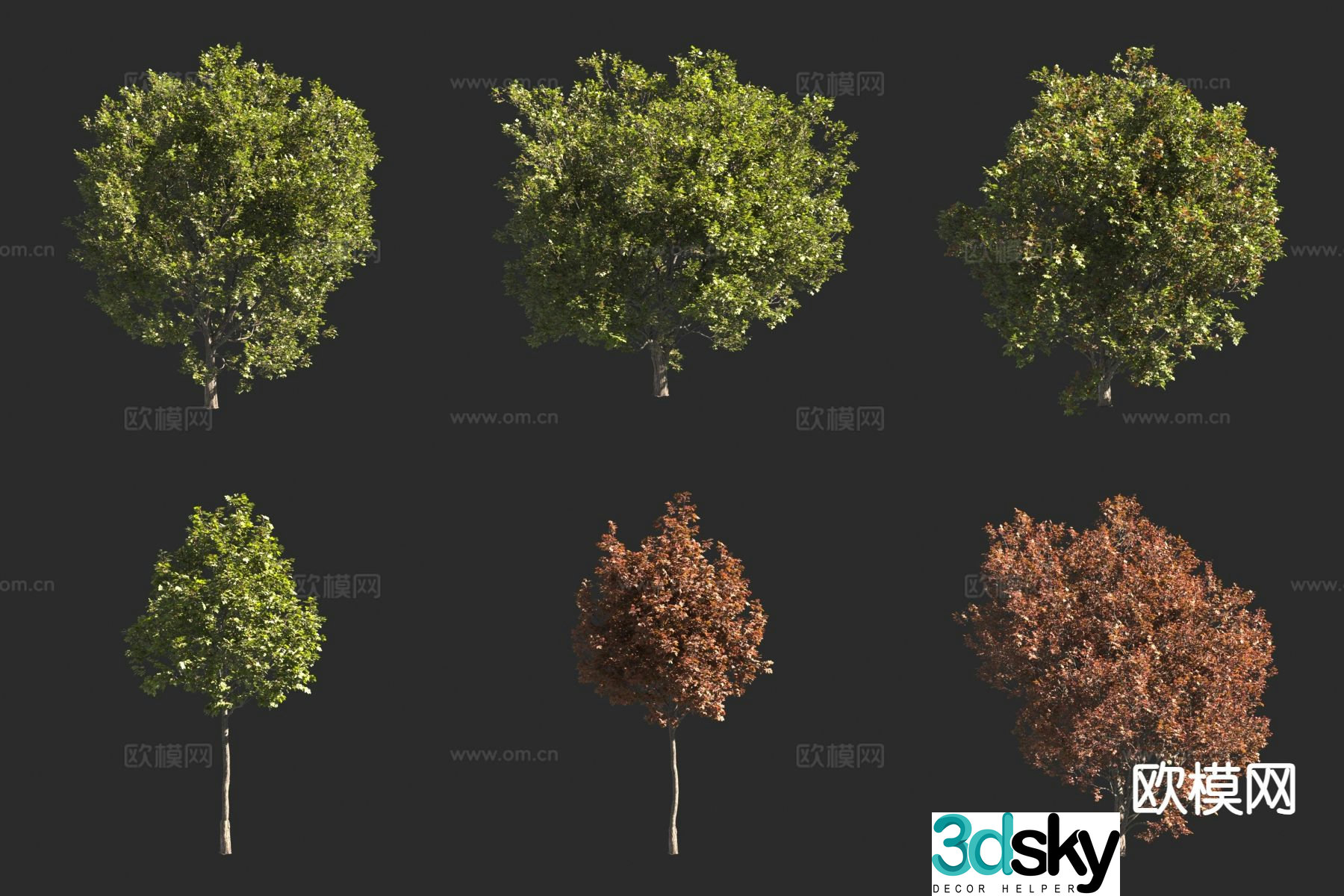 Big leaf maple tree landscape tree 3d model