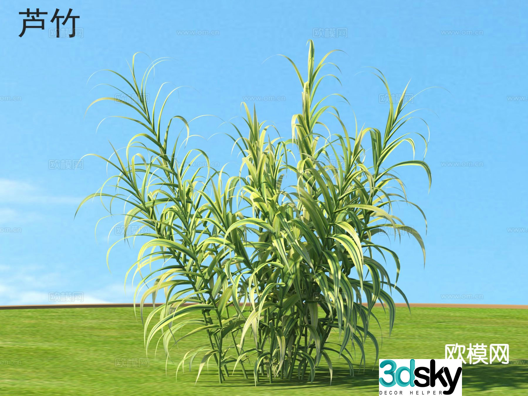 Reed bamboo flowers plants shrubs plants 3d model