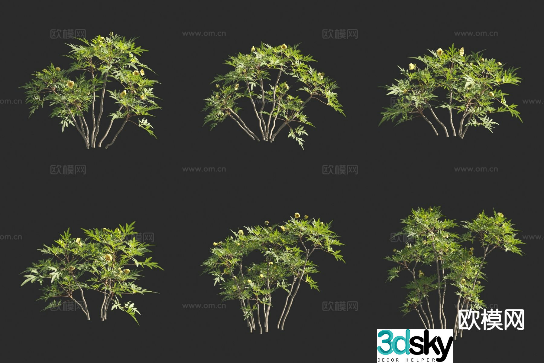Shrub Peony Peony 3d model